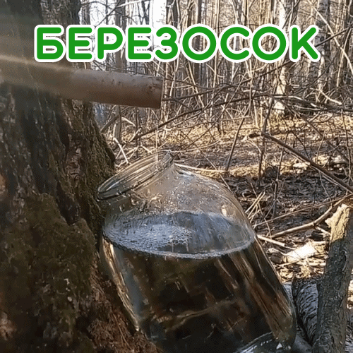 Березосок: гифки и мерцающие открытки