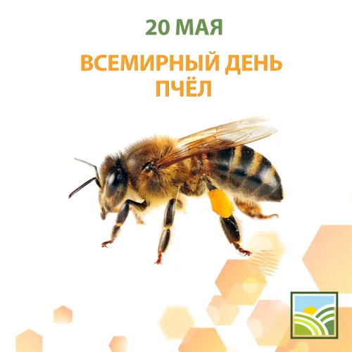 Красивые открытки с Днем пчёл