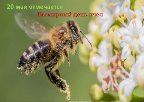 Красивые открытки с Днем пчёл