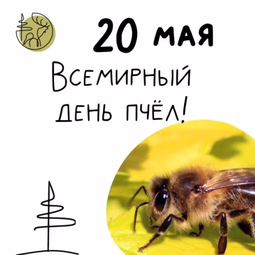Красивые открытки с Днем пчёл