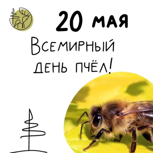 Красивые открытки с Днем пчёл