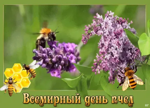 Красивые открытки с Днем пчёл