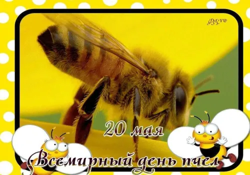 Красивые открытки с Днем пчёл