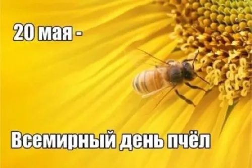 Красивые открытки с Днем пчёл