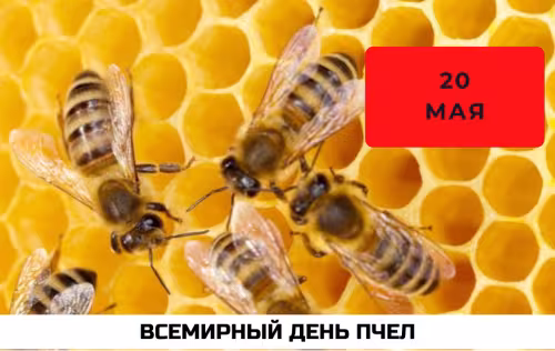 Красивые открытки с Днем пчёл