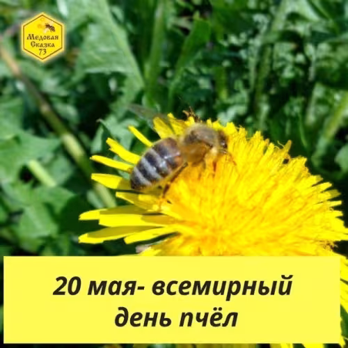 Красивые открытки с Днем пчёл