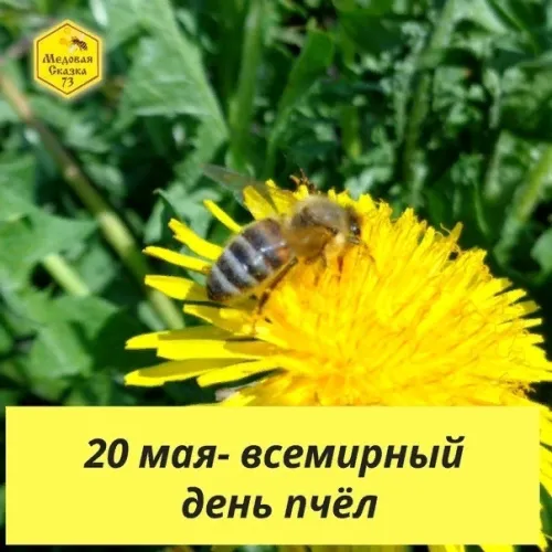 Красивые открытки с Днем пчёл