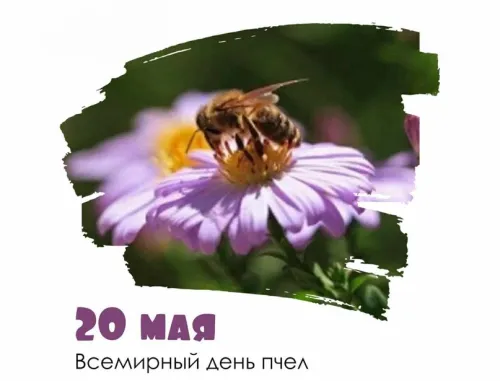 Красивые открытки с Днем пчёл