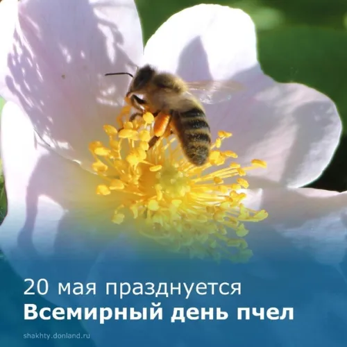 Красивые открытки с Днем пчёл