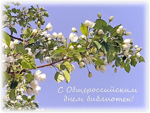 Красивые картинки с Днем библиотекаря