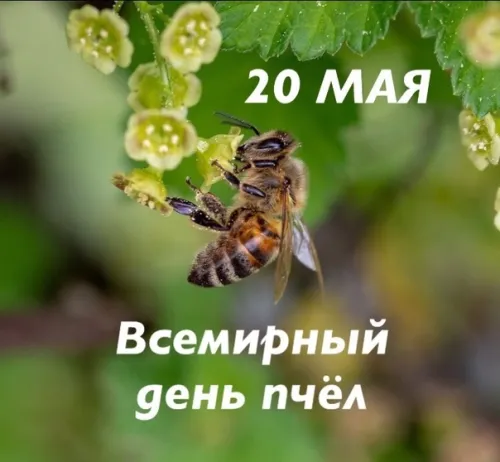 Красивые открытки с Днем пчёл